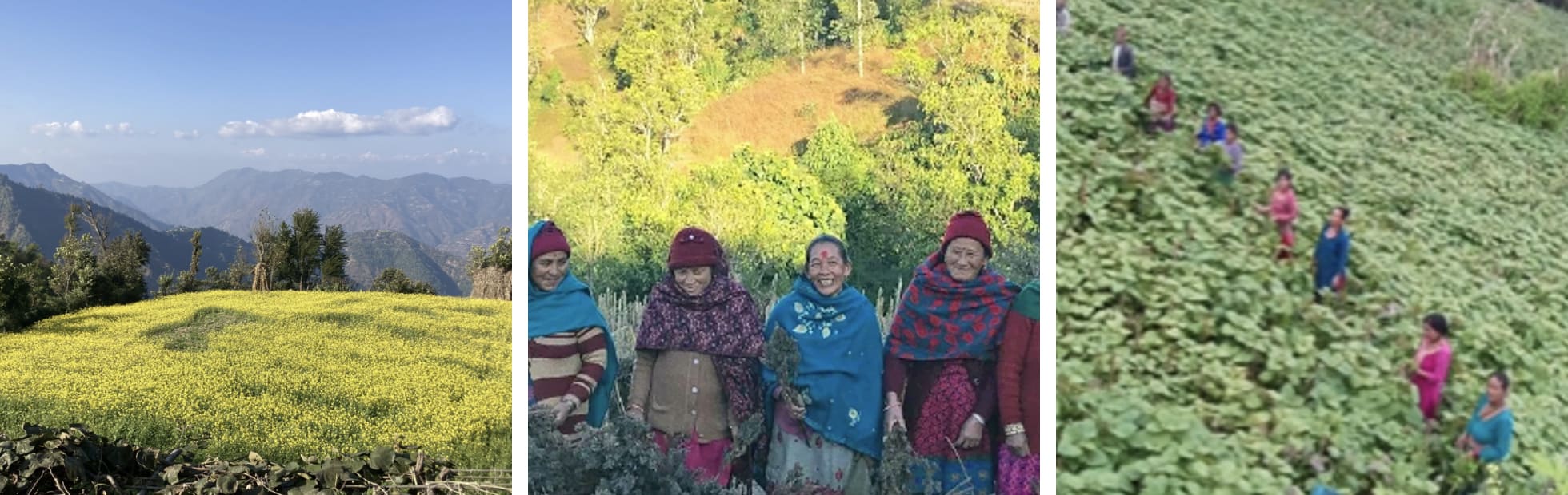 ネパールにあるヒマラヤ山脈を望む標高1,800ｍの段々畑で無農薬えごまを栽培。年に5～6回、ダルマさんは栽培状況の確認や栽培技術を教えるためネパールを訪れる。